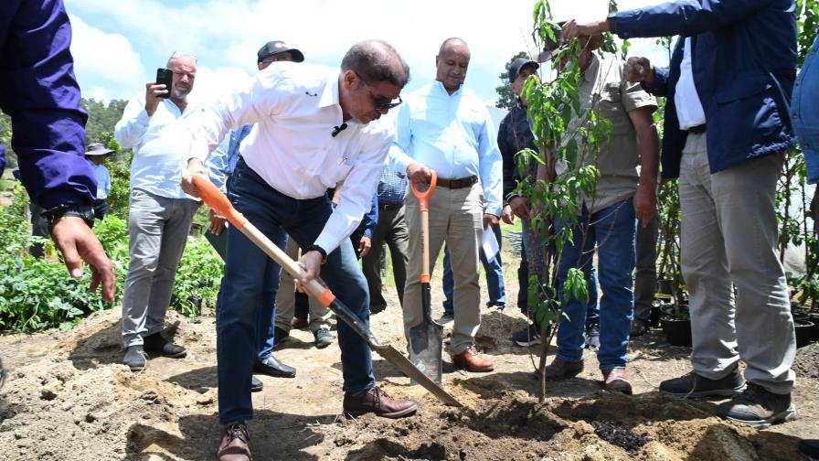 Agricultura introduce nuevos frutales en Constanza para potenciar exportación