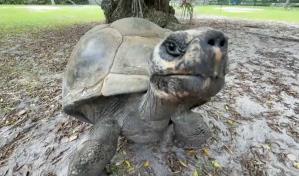 Goliat, la tortuga gigante de Galápagos en Miami, se convierte en padre a los 134 años Goliat, la tortuga gigante de Galápagos en Miami, se convierte en padre a los 134 años