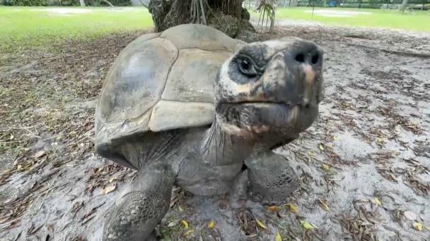 Una tortuga gigante se convierte en padre a los 134 años