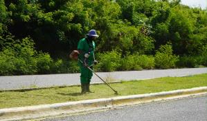Digecac embellece el Boulevard de Juan Dolio con operativo de poda y siembra de guayacanes