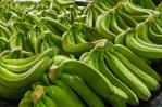 Las exportaciones de banano orgánico a la Unión Europea caen 17 %