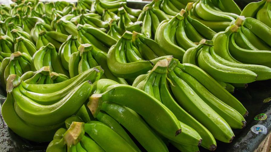 Las exportaciones de banano orgánico a la Unión Europea caen 17 % Las exportaciones de banano orgánico a la Unión Europea caen 17 %