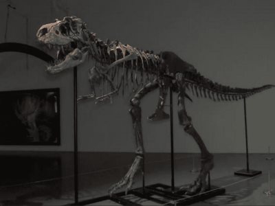 Sotheby’s subastará un Ceratosaurus