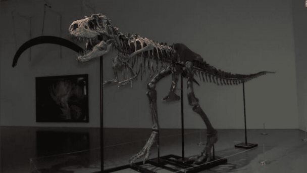 Sothebys subastará un Ceratosaurus, único ejemplar juvenil conocido de esta especie