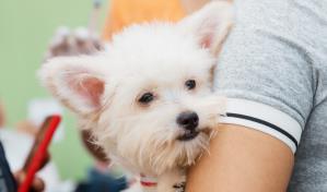 Alcaldía del DN esteriliza 102 mascotas y aplica más de 900 vacunas y desparasitantes en jornada