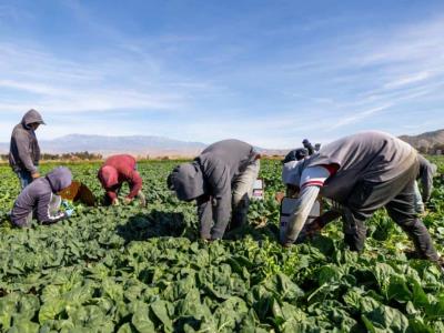 ICE vuelve a incluir en redadas a trabajadores del campo y hoteles