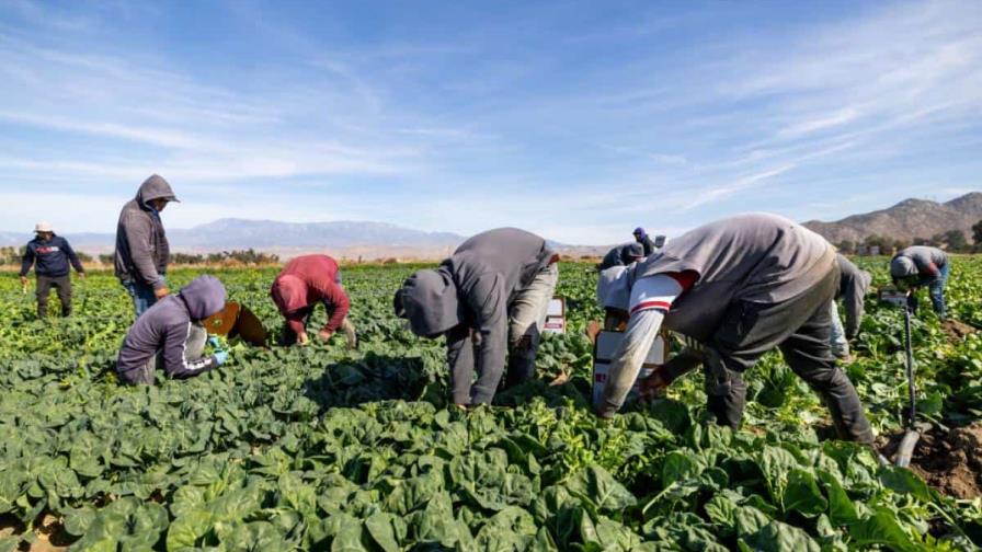 Inmigración de EE. UU. vuelve a incluir en sus redadas a los trabajadores del campo y hoteles
