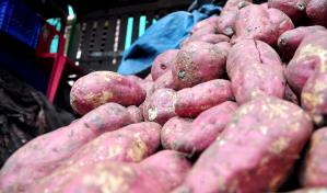 Mientras el banano orgánico pierde terreno, otros productos de RD crecen en el mercado europeo