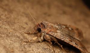 Una polilla australiana se guía por la Vía Láctea, según estudio