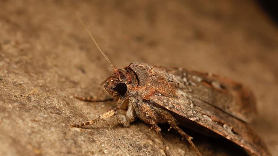 Una polilla australiana se guía por la Vía Láctea, según estudio Una polilla australiana se guía por la Vía Láctea, según estudio
