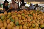 Inauguran la Feria del Mango 2025 en Baní