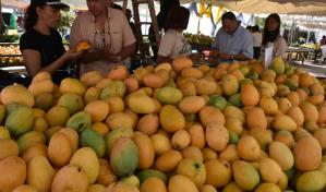 Inauguran la Feria del Mango 2025 en Baní