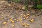 Productores de Dajabón denuncian pérdidas ante falta de compradores de mangos