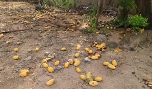 Productores de Dajabón denuncian pérdidas ante falta de compradores de mangos