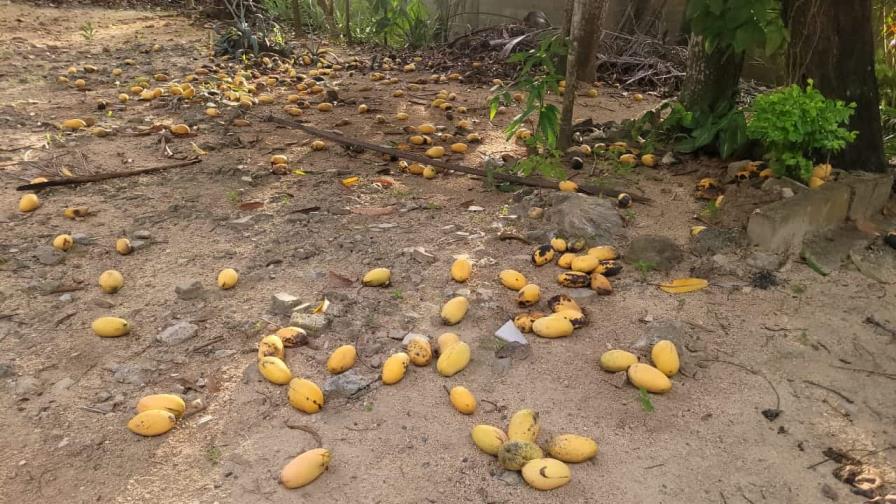 Productores de Dajabón denuncian pérdidas ante falta de compradores de mangos