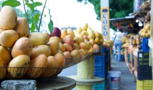 Sobreproducción de mangos afecta al sector; Gobierno proyecta aumento en las exportaciones