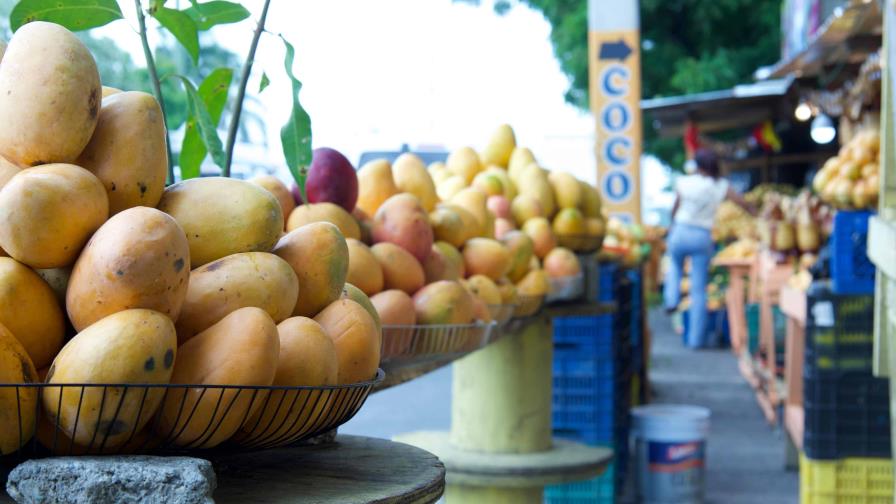 Sobreproducción de mangos afecta al sector; Gobierno proyecta aumento en las exportaciones