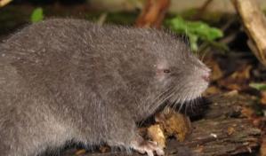 Descubrimiento de roedor semiacuático en Machu Picchu sorprende a científicos peruanos