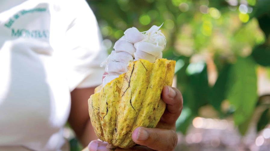 El cacao dominicano se cotiza como "oro agrícola" en los mercados internacionales