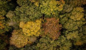 El cambio climático pone en riesgo a miles de especies de árboles, advierte el CSIC