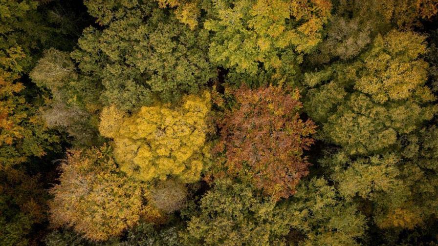 El cambio climático pone en riesgo a miles de especies de árboles, advierte el CSIC
