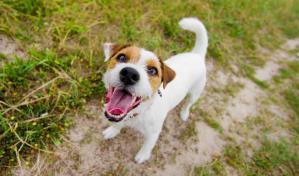 ¿Qué es el biocidio?