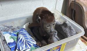 Policía peruana desarticula organización internacional de tráfico de fauna de la Amazonía