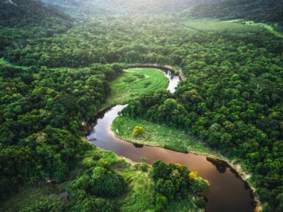 Desarticulan red internacional de tráfico de fauna de la Amazonía