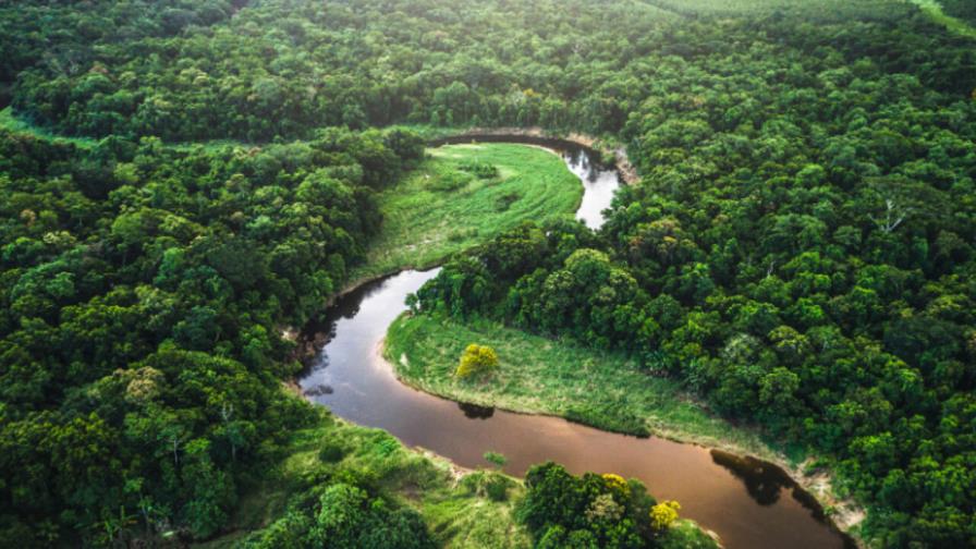 Policía peruana desarticula organización internacional de tráfico de fauna de la Amazonía