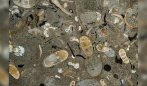 Los calamares antiguos eran depredadores dominantes hace cien millones de años