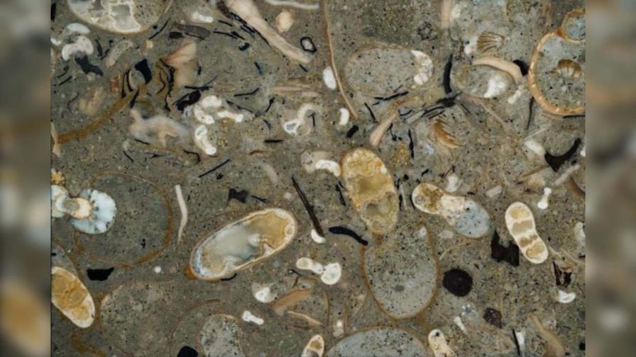 Los calamares antiguos eran depredadores dominantes hace cien millones de años