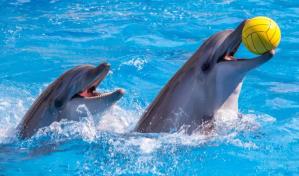 Congreso de México prohíbe espectáculos con delfines y ballenas