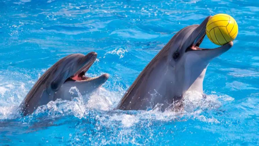 Congreso de México prohíbe espectáculos con delfines y ballenas
