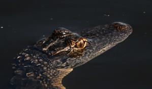 Ambientalistas luchan contrarreloj para frenar Alcatraz Caimán, el centro migratorio en Florida