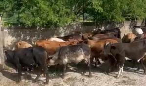 Apresan a hombre acusado de robar 55 becerros valorados en RD$4 millones en San José de las Matas Apresan a hombre acusado de robar 55 becerros valorados en RD$4 millones en San José de las Matas