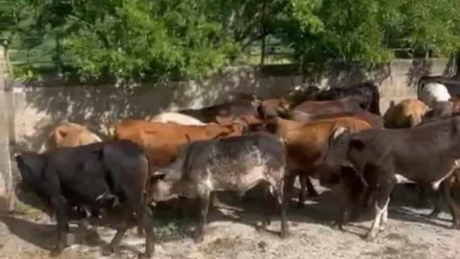 Apresan a hombre acusado de robar 55 becerros valorados en RD$4 millones en San José de las Matas