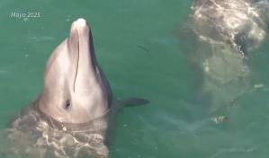 Aprobada en México ley que prohíbe uso de mamíferos marinos en espectáculos