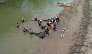 Rescatan veintisiete bufeos o delfines rosados atrapados lejos de su afluente en Bolivia
