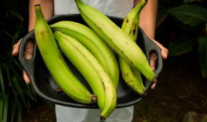 El plátano verde: un superalimento que ayuda a mejorar la digestión y controlar el peso