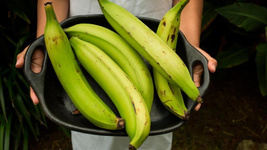 El plátano verde: un superalimento que ayuda a mejorar la digestión y controlar el peso El plátano verde: un superalimento que ayuda a mejorar la digestión y controlar el peso