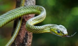 Detectan nuevo cargamento de serpientes en un vuelo a India