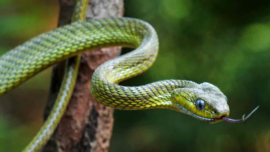 Detectan nuevo cargamento de serpientes en un vuelo a India