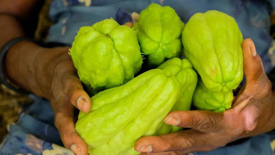 Consumo per cápita de tayota es uno de los que más ha crecido Consumo per cápita de tayota es uno de los que más ha crecido