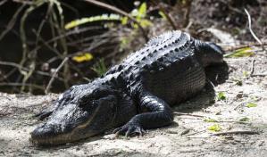 ¡A los caimanes! Así es la prisión para inmigrantes ilegales que Donald Trump visitará este martes