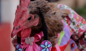 Un concurso en Honduras premia a las gallinas... ¡mejor vestidas!
