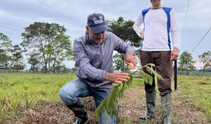 En Colombia, familias campesinas cobran por reforestar tierras degradadas