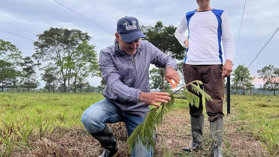 En Colombia, familias campesinas cobran por reforestar tierras degradadas