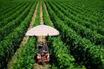 Francia: nuevas medidas para proteger a los trabajadores del calor extremo