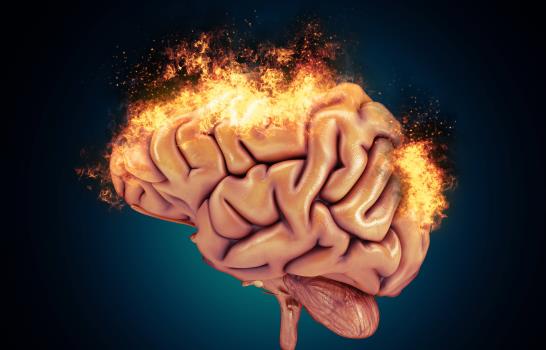 Un estudio aporta nuevas pruebas de que el cerebro forma neuronas nuevas toda la vida