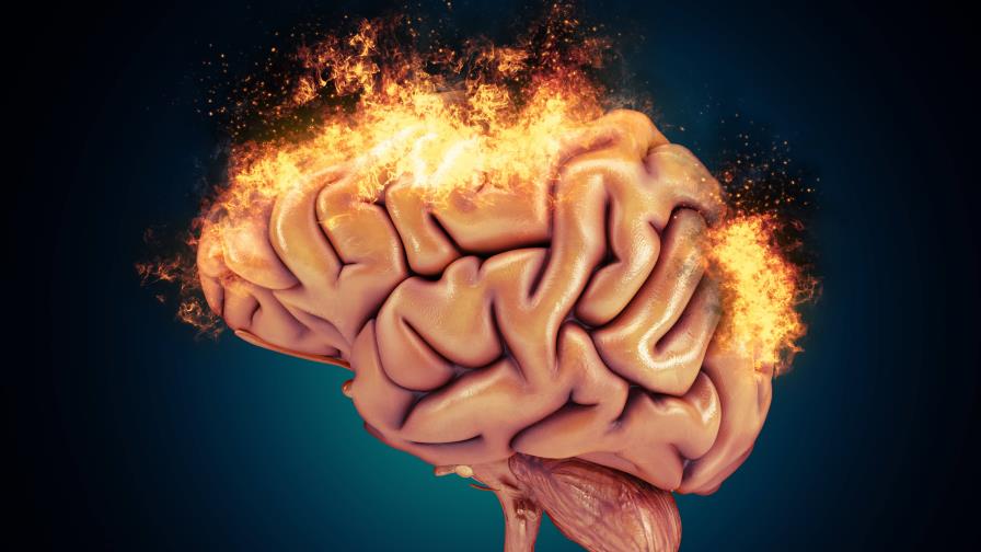 Un estudio aporta nuevas pruebas de que el cerebro forma neuronas nuevas toda la vida Un estudio aporta nuevas pruebas de que el cerebro forma neuronas nuevas toda la vida